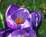 Crocus 8P76D-18